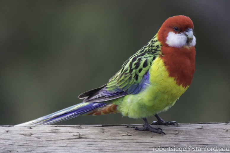 eastern rosella